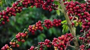 temp_image_1743766577.361692 Notícias Agrícolas: Tarifa de Trump Impacta o Café Brasileiro? Análise e Perspectivas