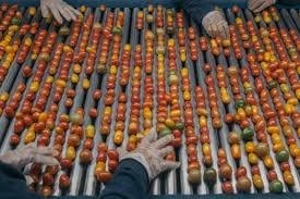 temp_image_1745480548.08424 Tomate: Benefícios, Receitas e Tudo Sobre Essa Delícia Vermelha!