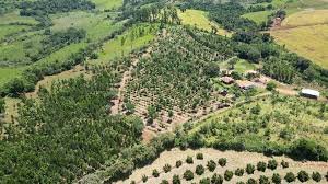 temp_image_1751455487.537321 Plano Safra 2025/2026: Mais Crédito e Funcafé para Agricultura Familiar e Cafeicultura