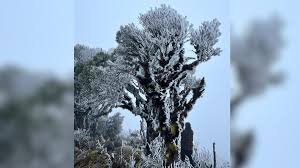 temp_image_1754766975.291397 Neve na Serra Catarinense: Paisagens de Urupema e São Joaquim se Cobrem de Branco!