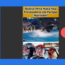 temp_image_1755404976.511963 Orca Mata Treinadora? A Verdade Chocante por Trás do Vídeo Viral de IA