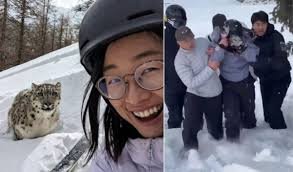 temp_image_1769954247.1307 Leopardo das Neves: Ataque a Turista na China e Tudo Sobre o Felino Esquivo