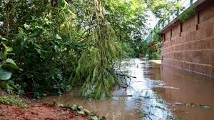 temp_image_1770430804.426523 Rio Negro: A Floresta Alagada do Brasil e Seus Mistérios