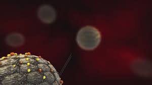 temp_image_1778462581.891723 Hantavírus e Viagens Remotas: Do Caso MV Hondius às Curiosidades de Tristão da Cunha